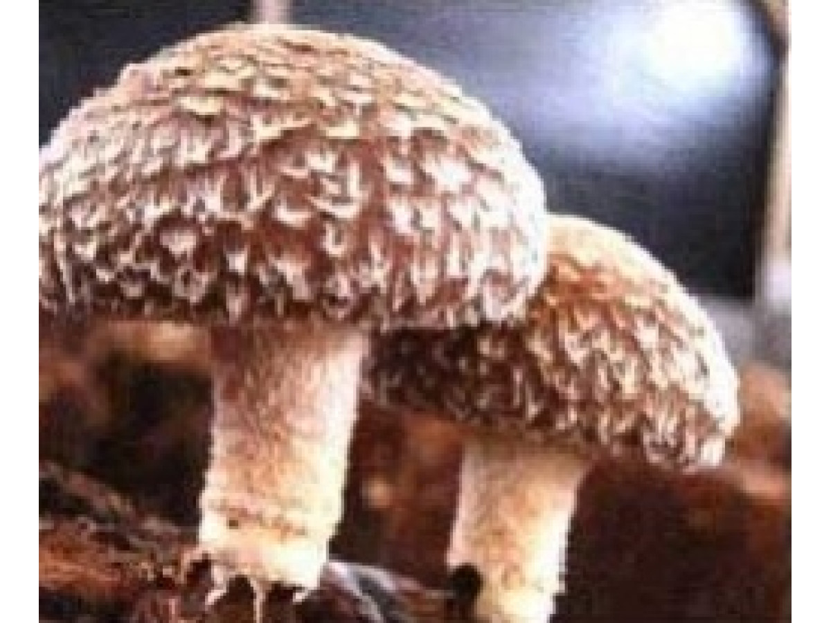 Полезные свойства грибов шиитаке